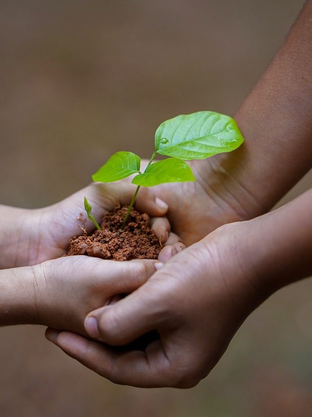 hands, soil, plant-5618240.jpg